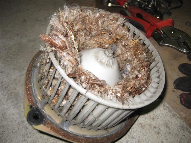How Can I Get Rid Of Mouse Smell In Car How Can I Get Rid Of Mouse Smell In Car