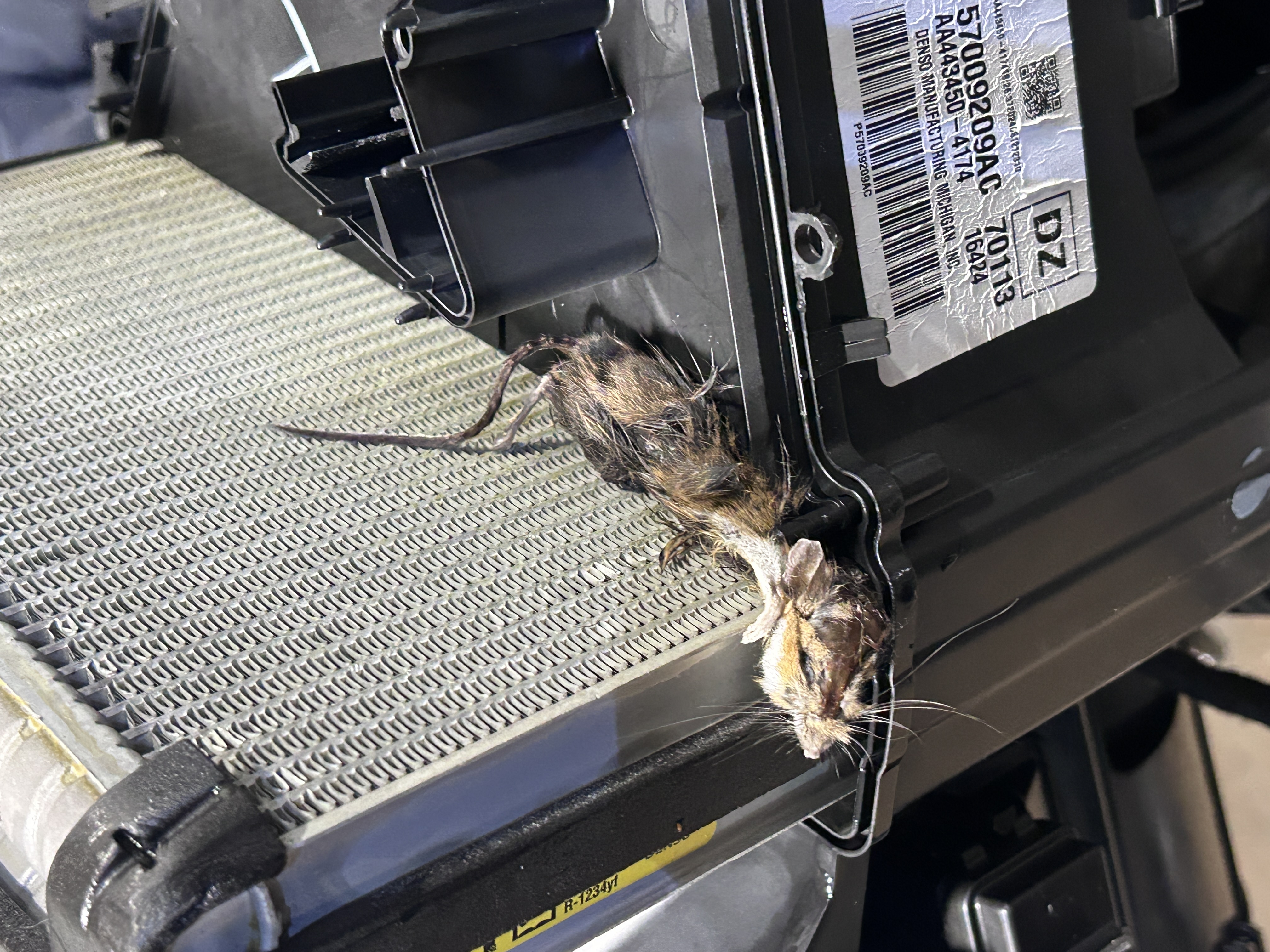Mouse dead in evaporator
