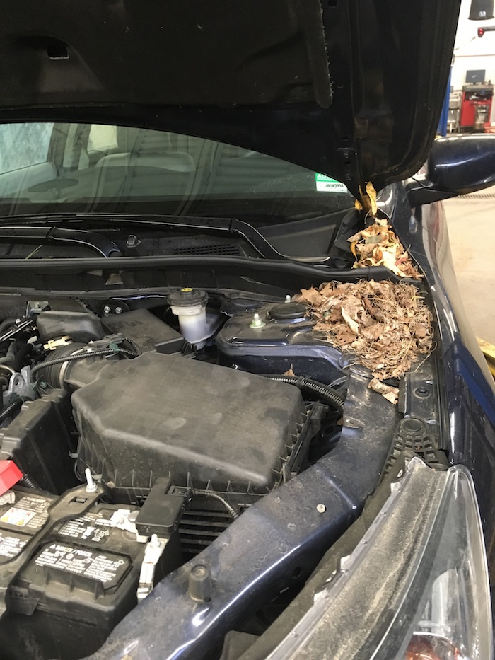 Mouse nest under hood